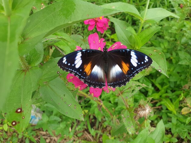 Gemeiner Schmetterling auf Craspedia unter dem Sonnenlicht in einem Garten mit einem verschwommenen kostenlosen Foto