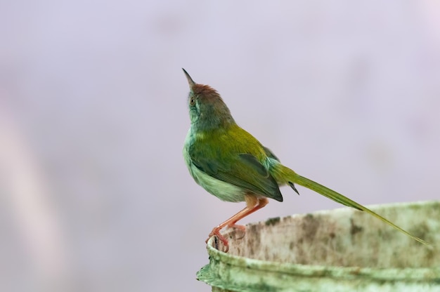 Gemeiner Schneidervogel sitzt auf einem Eimer