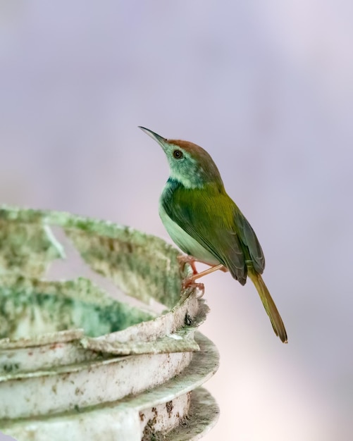 Gemeiner Schneidervogel sitzt auf einem Eimer