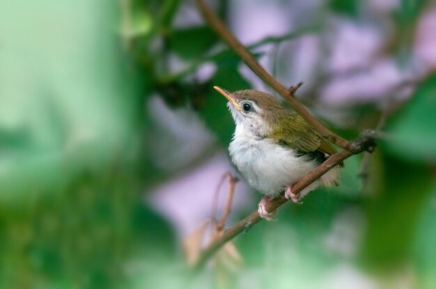 Foto gemeiner schneidervogel sitzt auf einer baumstange