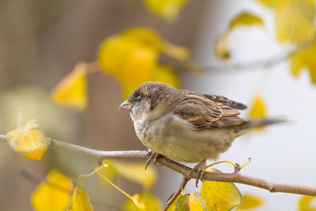 Gemeiner Spatz auf einem Ast