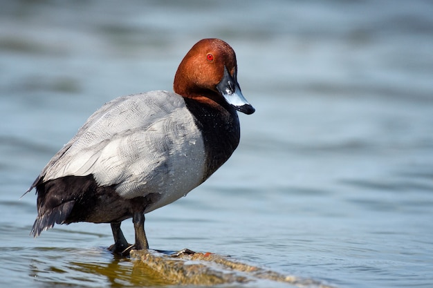 Gemeiner Tafelente (Aythya ferina)