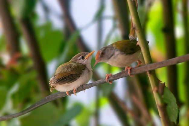 Gemeiner Tailorbird mit Küken auf einem Ast