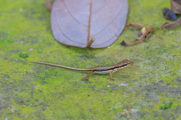 Foto gemeiner waldskink (sphenomorphus maculate) im wald