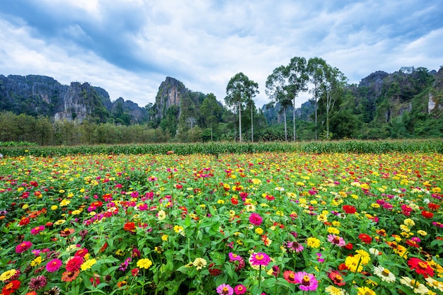 Gemeiner Zinnia (eleganter Zinnia) schön im Garten mit Bergen in Noen Maprang Phitsaunlok, Thailand.