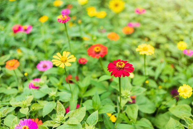 Gemeiner Zinnia (eleganter Zinnia) schön mit grünem Blatthintergrund im Garten.