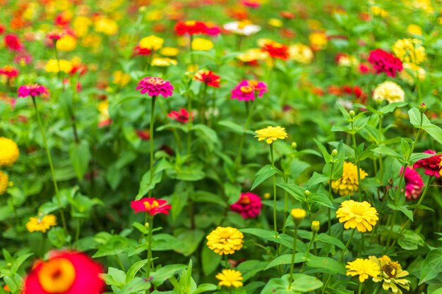 Gemeiner Zinnia (eleganter Zinnia) schön mit grünem Blatthintergrund im Garten.