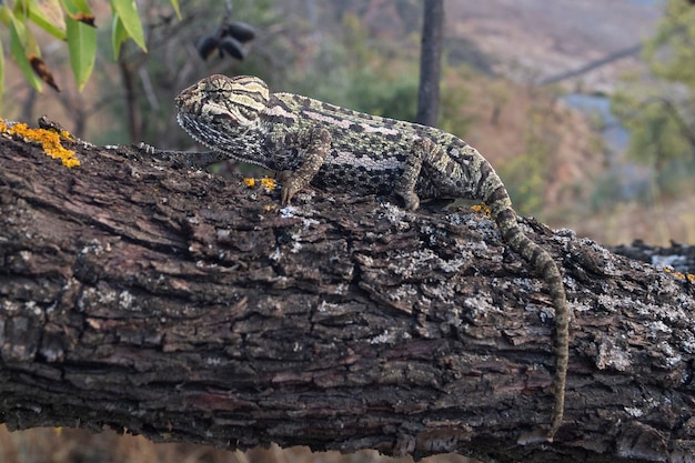 Gemeines Chamäleon oder mediterranes Chamäleon Chamaeleo Chamaeleon Malaga Spanien