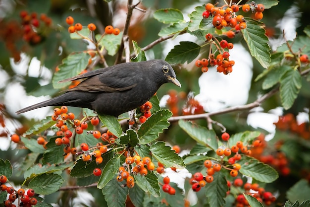 Gemeinsame Amsel, die auf Eberesche in der Herbstnatur sitzt