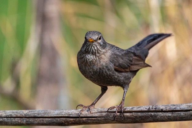 Gemeinsame Amsel Turdus Merula Malaga Spanien