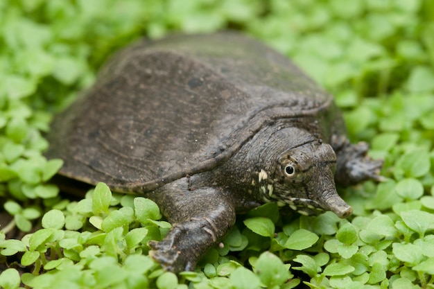 Foto gemeinsame asiatische softshell-schildkröte