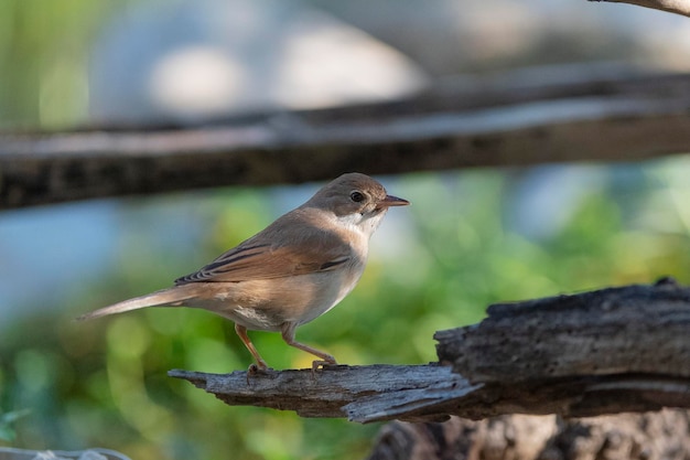 Gemeinsame Dorngrasmücke Sylvia Communis Malaga Spanien