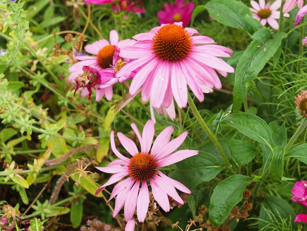 Gemeinsame Gänseblümchenpflanze Bellis perennis rosa Blume