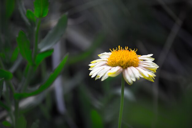 Gemeinsame Gaillardia aristata oder Decke Blume Blume im Garten in voller Blüte im Frühling