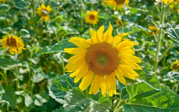 Gemeinsame gelbe Sonnenblumen, die an einem Sommertag im Freien in einem Feld oder botanischen Garten wachsen Helianthus annuus mit lebhaften Blütenblättern, die im Frühling blühen Malerische Landschaft mit Pflanzen, die auf einer Wiese blühen