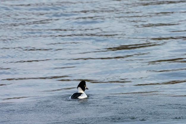 Gemeinsame Goldeneye oder Goldeneye (Bucephala clangula) Stockholm, Schweden