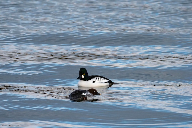 Gemeinsame Goldeneye oder Goldeneye (Bucephala clangula) Stockholm, Schweden