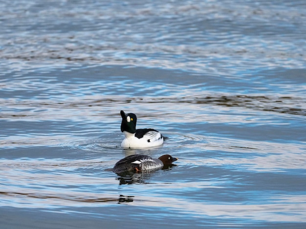 Gemeinsame Goldeneye oder Goldeneye (Bucephala clangula) Stockholm, Schweden