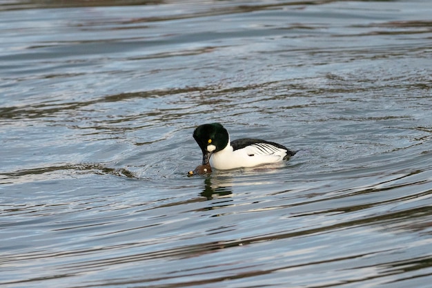 Gemeinsame Goldeneye oder Goldeneye (Bucephala clangula) Stockholm, Schweden