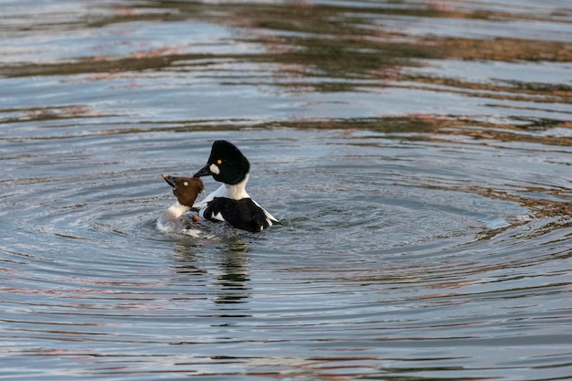 Gemeinsame Goldeneye oder Goldeneye (Bucephala clangula) Stockholm, Schweden