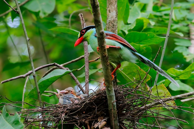 Gemeinsame grüne Elster Cissa chinensis Schöne Vögel im Nest mit Baby