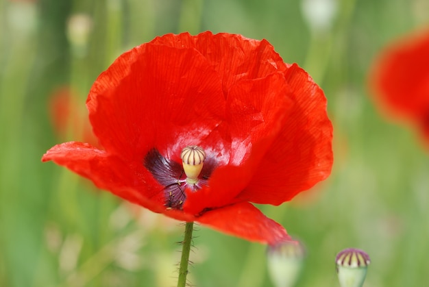 Gemeinsame Mohnblumen auf dem Feld