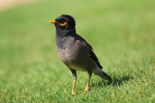 Gemeinsame Myna im Freien