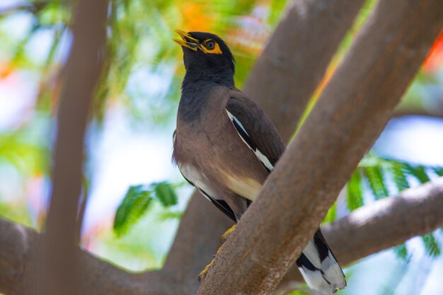 Gemeinsame Myna im Freien