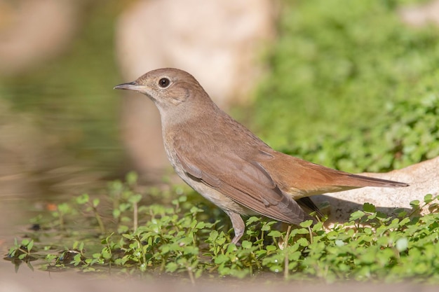 Gemeinsame Nachtigall, rufous Nachtigall oder Nachtigall (Luscinia Megarhynchos) Malaga, Spanien