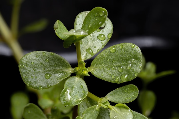 Gemeinsame Portulakpflanze der Art Portulaca oleracea