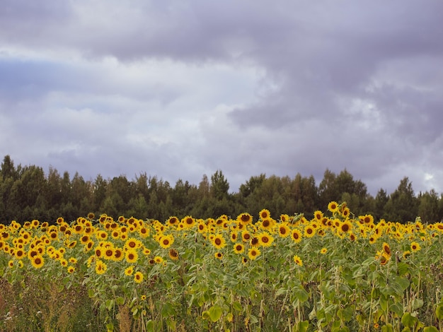 Gemeinsame Sonnenblume Helianthus annuus Feldlandwirtschaft Konzept Sonnenblumenkerne