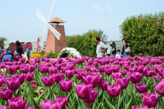 Gemeinsame Tulipa Liliaceae Tulpe