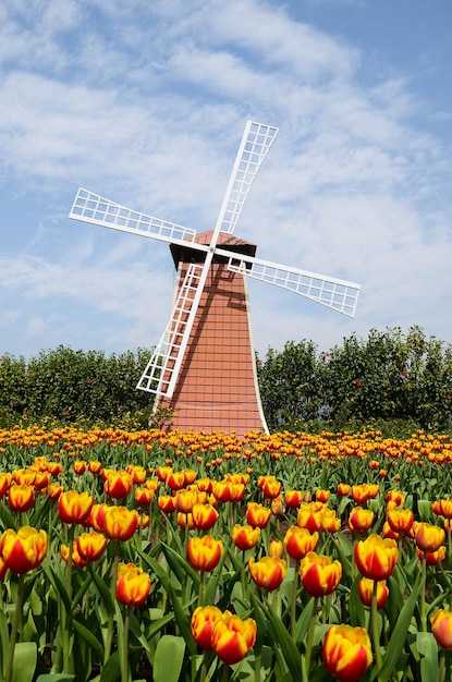 Gemeinsame Tulipa Liliaceae Tulpenwindmühle