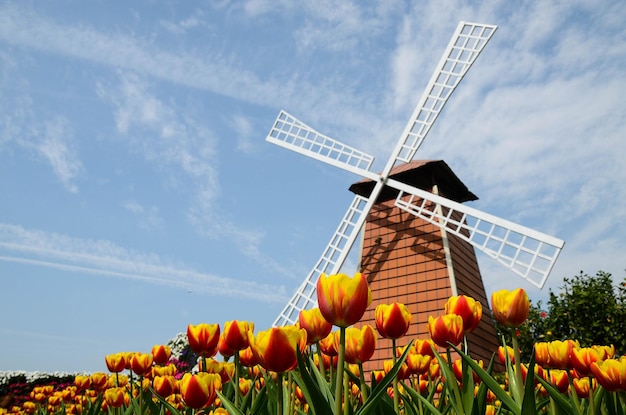 Gemeinsame Tulipa Liliaceae Tulpenwindmühle