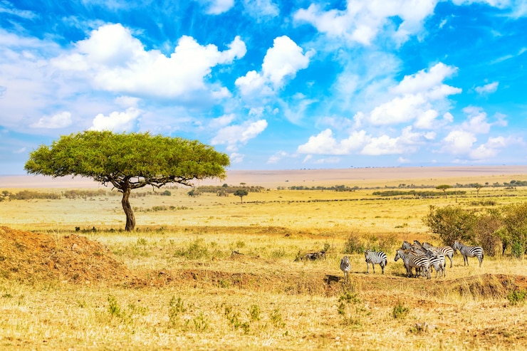 Foto gemeinsame zebras equus quagga, die im masai mara-nationalpark nahe großem akazienbaum gehen. afrikanische landschaft. kenia, afrika.