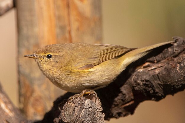 Gemeinsame Zilpzalp Phylloscopus Collybita Malaga Spanien