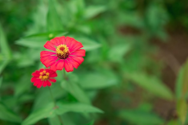 Gemeinsame Zinnia rosa Vorderansicht verschwommenen Hintergrund blühendes Grün im Garten