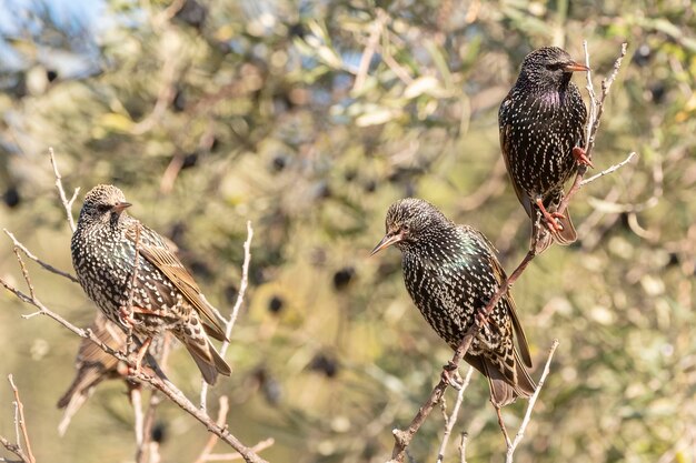 Gemeinsamen Star Sturnus Vulgaris Malaga Spanien