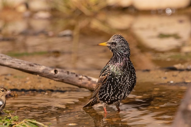 Gemeinsamen Star Sturnus Vulgaris Malaga Spanien