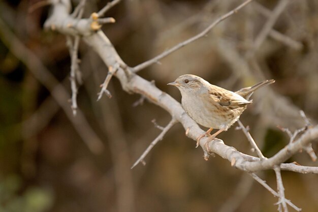 Gemeinsamer Accentor oder Prunella modularis Passerine Vogel der Familie Prunellidae