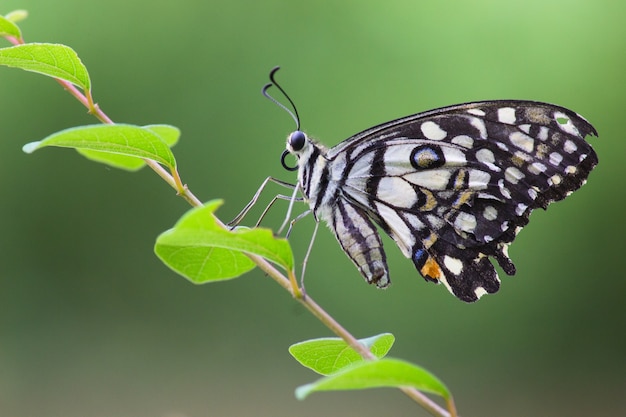 Gemeinsamer Schmetterling