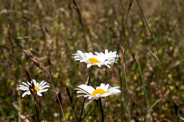 Gemeinsames Gänseblümchen (Bellis perennis) auf der Wiese im Frühling