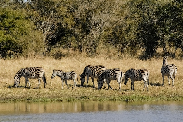 Gemeinsames Zebrababy Krüger Nationalpark Südafrika