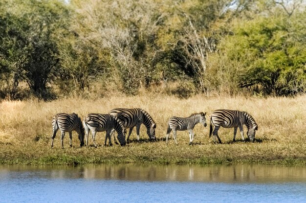 Gemeinsames Zebrababy Krüger Nationalpark Südafrika