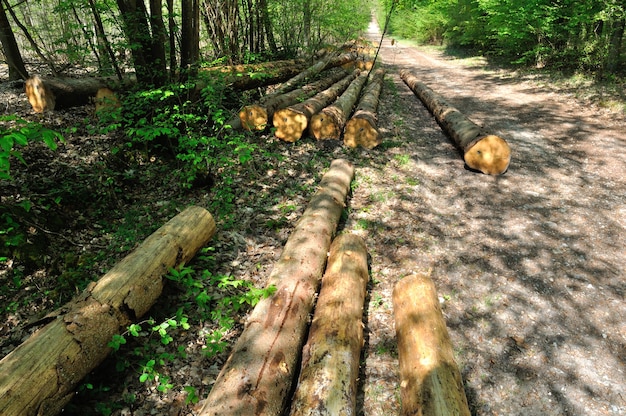 Gemeinschaftswald von SaintPierreLesElbeuf