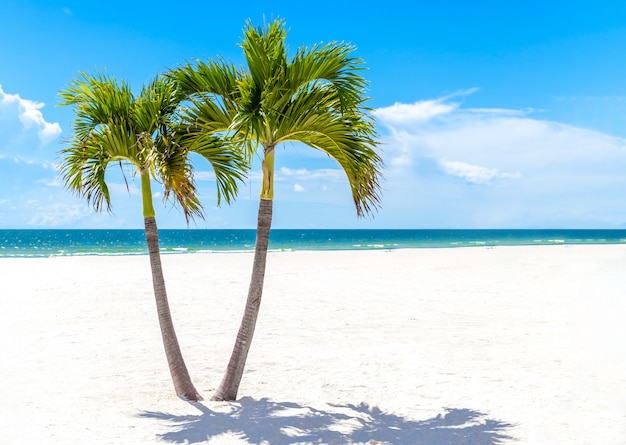 Gemelas palmeras en la playa de Florida, Estados Unidos con espacio de copia