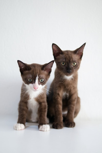 Gêmeo irmãos gatinho gato sentado retrato no fundo da parede branca