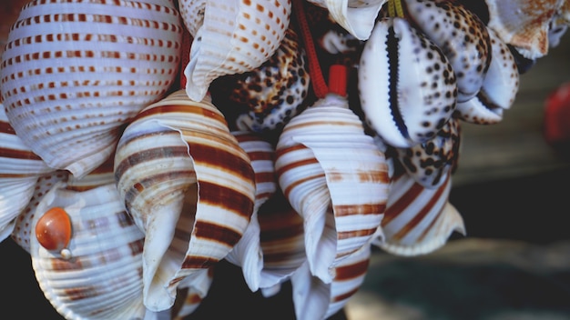 Gemischte bunte Muscheln als Hintergrund. Muscheln Makroansicht. Muscheln hautnah