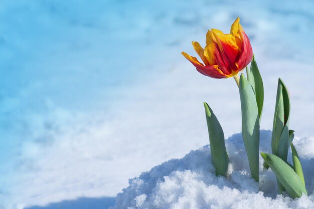 Gemischte Farbtulpen unter Frühlingsschnee im April Atypischer Schneefall im Frühling