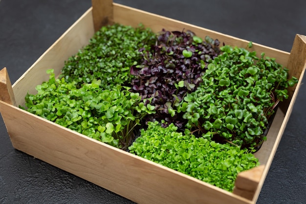 Gemischte Microgreens in Schalen für den Anbau in einer Holzkiste Microgreens aus Sonnenblumenrettich und Kohl